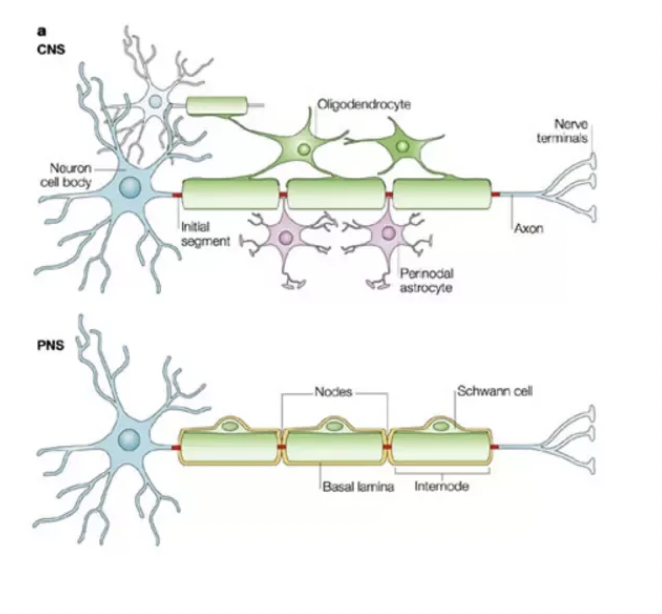 <p>____________ (central nervous system) and _____ ____ (peripheral nervous system) build the myelin sheath that surrounds and insulates certain vertebrae axons</p>