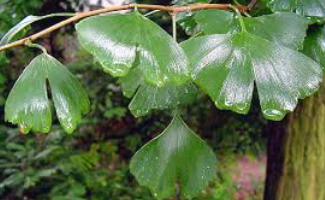 <p>Have leaves that are <u>fan-shaped and double-lobbed, with two branched-out veins</u>. Their leaves<u> grow in clusters</u>, resembling the maidenhair fern. The leaves also have stomata only on the lower surface</p>