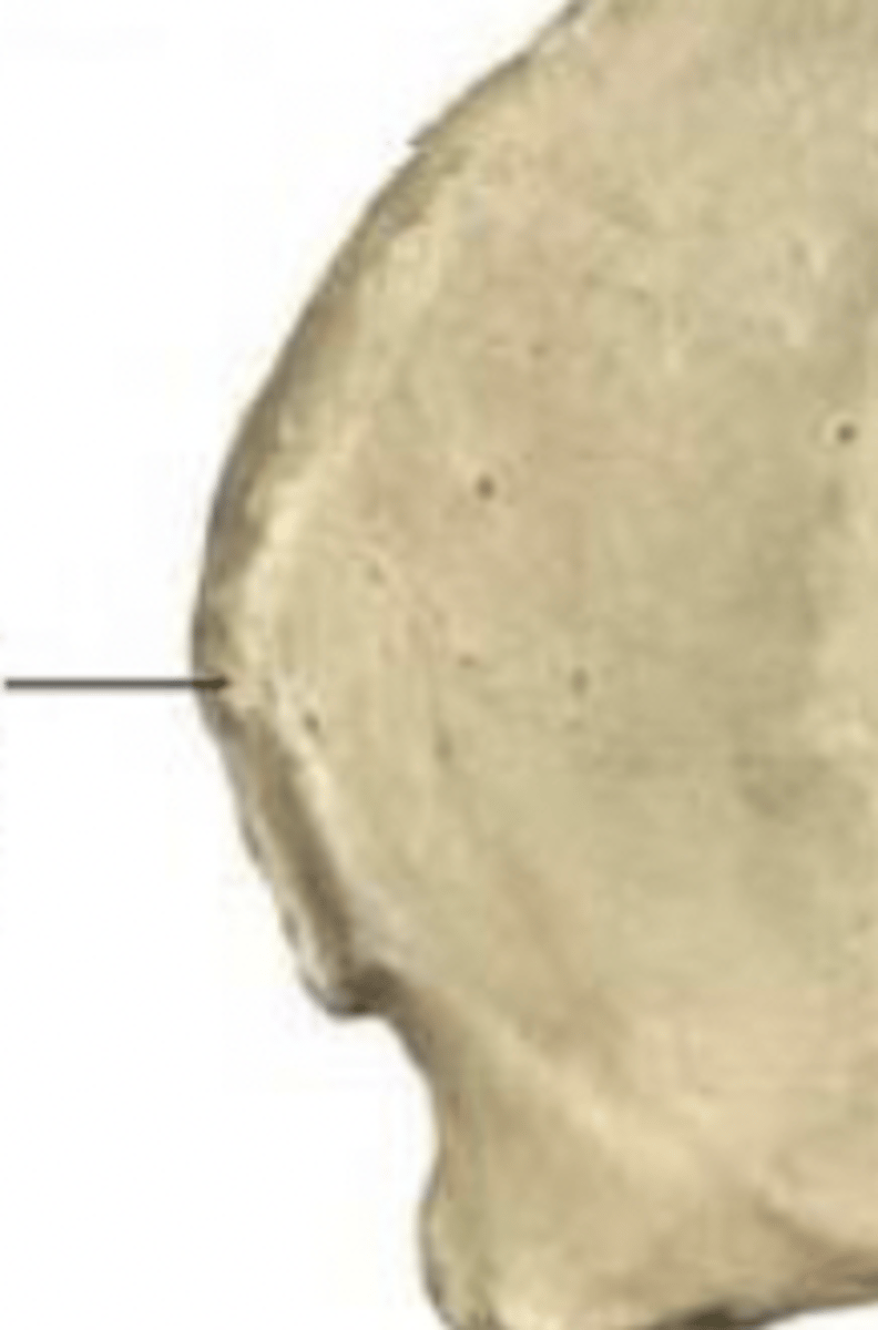 <p>posterior superior iliac spine</p>