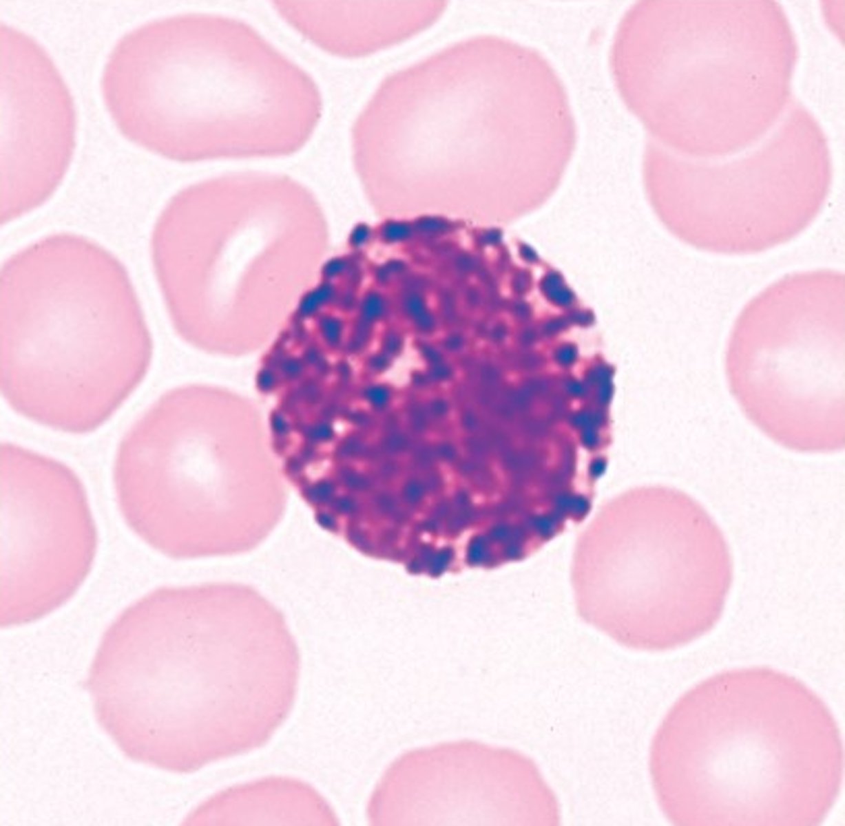 <p>Identify this leukocyte</p>