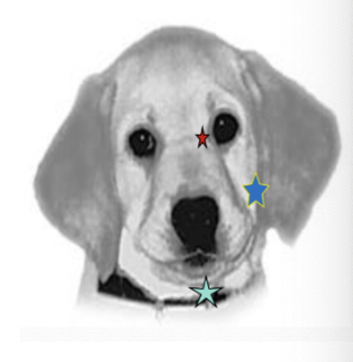 <p>- Ophthalmic (red)</p><p>- Maxillary (blue)</p><p>- Mandibular (green)</p>