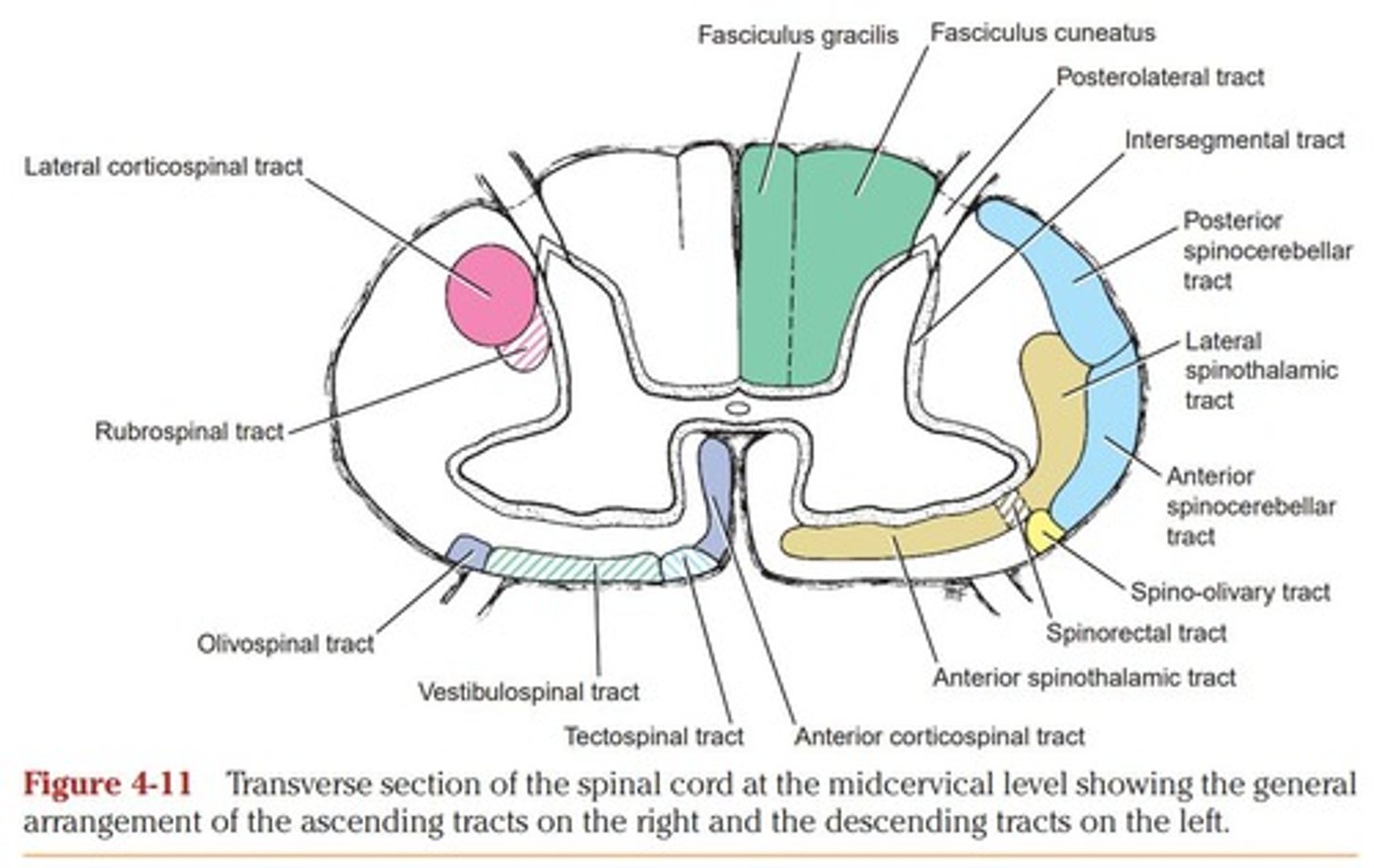 <p>It is divided into the Anterior Column, Lateral Column, and Posterior Column.</p>