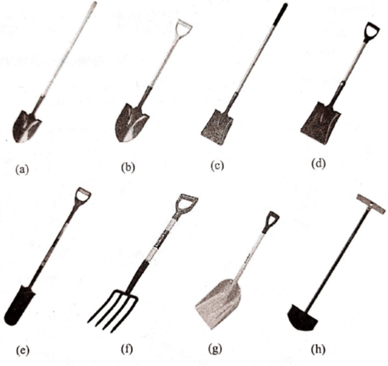 <p>Identify Letter G.</p>