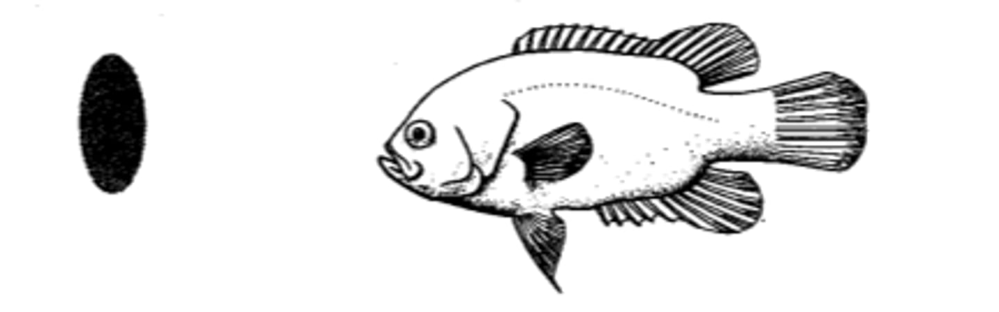 <p>laterally flattened body</p>