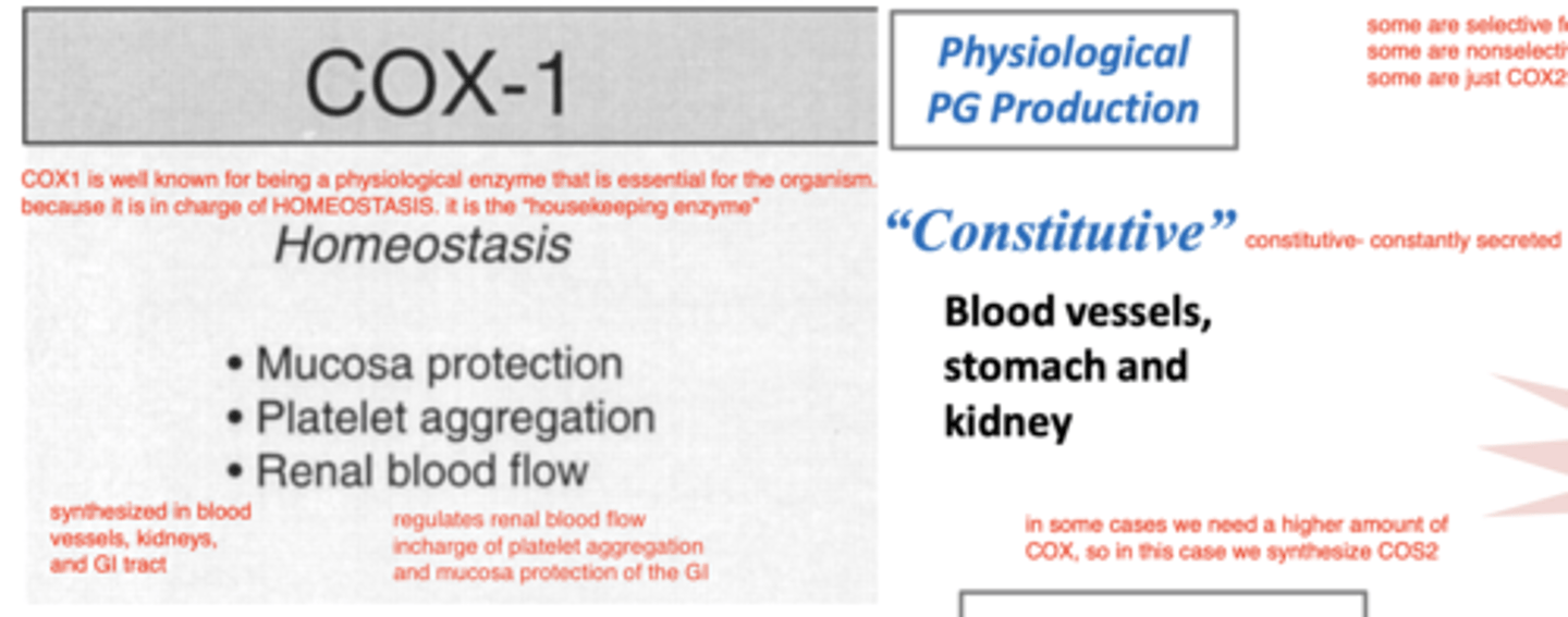 <p>an constitutive enzyme, constantly released in the blood vessels, stomach, and kidney, as a "housekeeping enzyme"- it is essential for the organism. it regulates renal blood flow, and is</p><p>in charge of platelet aggregation and mucosa protection of the GI.</p><p>it works by synthesizing prostaglandins.</p>