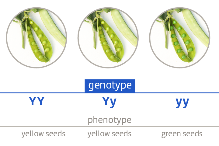 <p>A combination of particular alleles within DNA that causes a characteristic. </p>