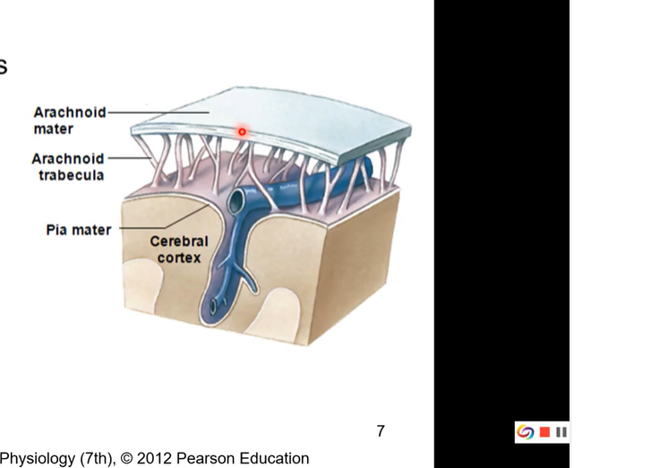 <ul><li><p>the meningeal layer of dura mater lines on top of this</p><ul><li><p>it is separated from dura mater. the pressure of the cerebrospinal fluid pushes the meningeal layer of dura mater and the arachnoid mater closer together</p></li><li><p>with no cerebrospinal fluid arachnoid layer would collapse down and stick to the pia mater</p></li></ul></li><li><p>arachnoid mater contains fibroblasts, collagen fibres, and some elastic fibres</p></li><li><p>avascular in nature ( no blood is being supplied to the arachnoid mater. but there are blood vessels going through the arachnoid trabecula.</p></li><li><p>held against dura mater by pressure of cerebrospinal fluid. ( not direct attachment)</p></li></ul><p></p>