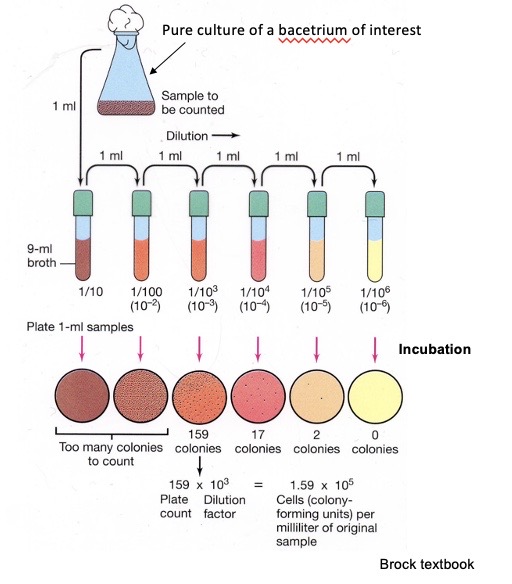 <p>You perform a serial dilution then plate it. Then you can count. It tells you the number of fiable cells in the tube and the density of the cells.</p>