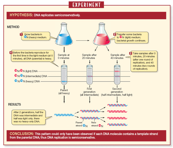 <p>Meselson-Stahl experiment.<br>1) a stock of parental E. coli was grown for many generations in a 15N medium as the only source of nitrogen until 15N was incorporated into the nitrogenous bases of all the parental E.coli DNA.</p><p>2) The E. coli containing 15N-15N was transferred to a medium containing only 14N. transferred E. coli was then allowed to divide once and were collected. The DNA was centrifuged and extracted in CsCl was all hybrid (14N-15N)</p><p>3) Some of the hybrid cells were allowed to divide in the 14N-14N medium once again, resulting in half 14N-14N DNA and half 14N-15N DNA.</p>