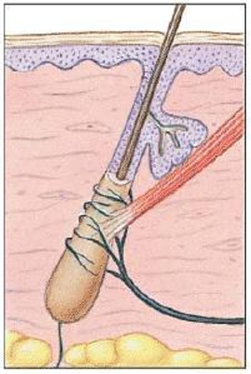 <p>a special group of nerve fiber endings that serves as a very sensitive mechanoreceptor for touch sensation; each hair plexus forms a network around a hair follicle and is a receptor that sends and receives nerve impulses to and from the brain when the hair moves</p>