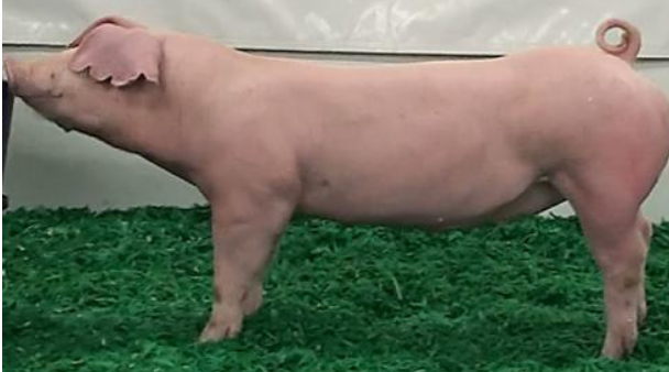 <p>Landrace</p><p></p><p><strong>Origin</strong>: Denmark</p><p><strong>Color</strong>: White/pink</p><p><strong>Body</strong>: Long body with Floopy Ears</p><p><strong>Repro</strong>: Superior milkers with large litters</p>