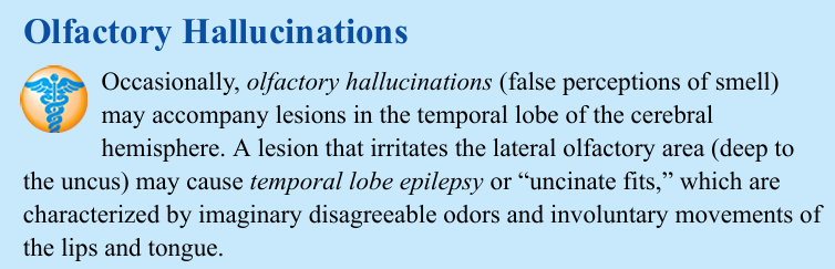 <p>Occasionally, olfactory hallucinations (false perceptions of smell) may accompany lesions in the temporal lobe of the cerebral hemisphere. A lesion that irritates the lateral olfactory area (deep to the uncus) may cause temporal lobe epilepsy or “uncinate fits,” which are characterized by imaginary disagreeable odors and involuntary movements of the lips and tongue.</p>