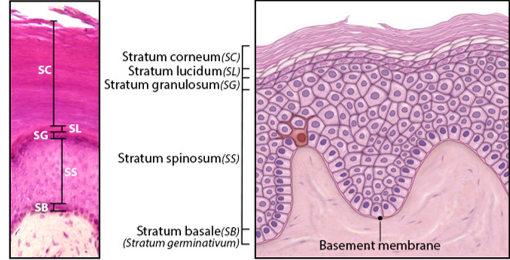 <p>Stratum Basale&nbsp;</p>
