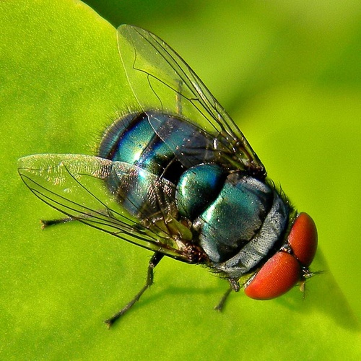 <p>a large and typically metallic-colored fly that lays its eggs on meat and carcasses</p>