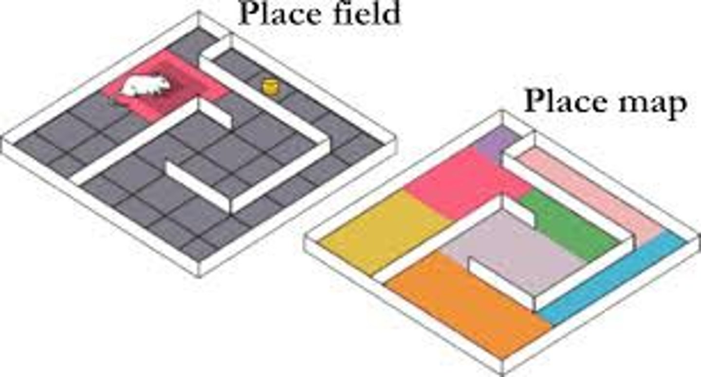 <p>a mental representation of the layout of one's environment.</p>
