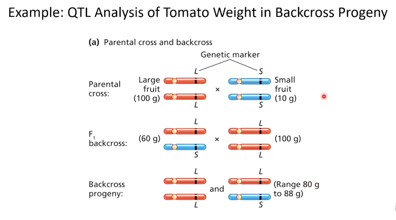 <ul><li><p>Researchers crossed pure-bred large-fruited (100g) and small-fruited (10g) tomato strains.</p></li></ul><ul><li><p>F1 hybrid fruit weighed <strong>60g</strong> (intermediate size).</p></li><li><p>F1 was backcrossed to P1, producing F2 fruit ranging from <strong>80g to 88g</strong>.</p></li><li><p>F2 plants were genotyped at two loci (MA and MB) to determine which locus affected fruit size variation.</p></li></ul><img src="https://knowt-user-attachments.s3.amazonaws.com/f9a4c5af-fe06-4b99-9605-38cddca58770.png" data-width="100%" data-align="center"><img src="https://knowt-user-attachments.s3.amazonaws.com/ce9ad736-0bb8-4a17-ab48-5da6a5fe7890.png" data-width="100%" data-align="center"><p></p>