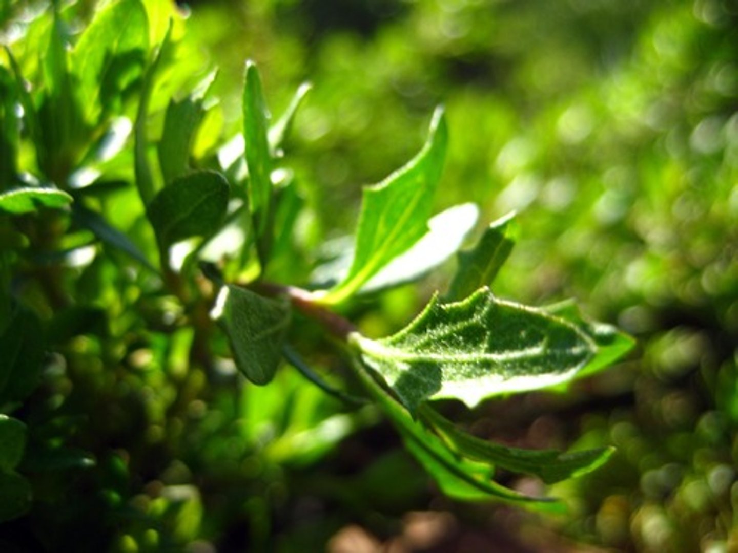 <p>Baccharis pilularis (coastal scrub)</p><p>Leaves: Small, alternate, toothed margins.</p><p>Flowers: Dioecious, small fluffy seeds.</p><p>Role: Pioneer species in disturbed areas.</p><p>Wildlife: Hosts insects, supports birds.</p>