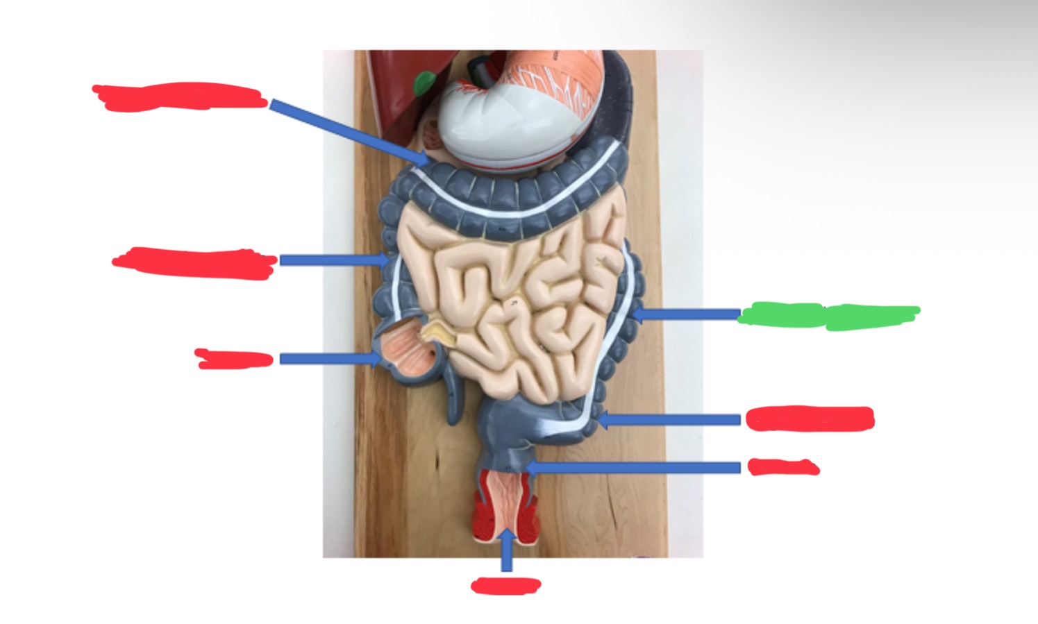 knowt flashcard image