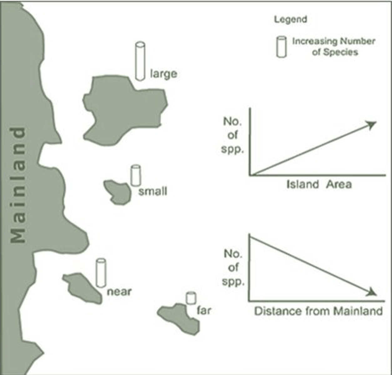 <p>- <strong>Larger Islands</strong> and <strong>Closer Islands</strong> to the mainland support <em><span class="bgY">MORE species!</span></em></p>