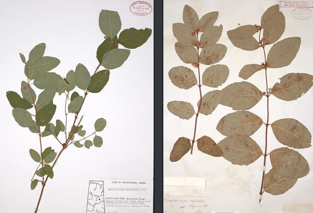 <p>Hairy veins, oval leaf, opposite leaves. Leaves sometimes discolor to brown when dried. Flowers are axial. Blue/black berries.</p>