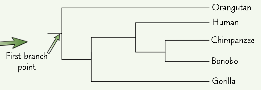 <ul><li><p>represents evolutionary links between taxa</p></li><li><p>groupings on tree represent physical and genetic differences</p></li><li><p>branching points represent common ancestors </p></li></ul><p></p>