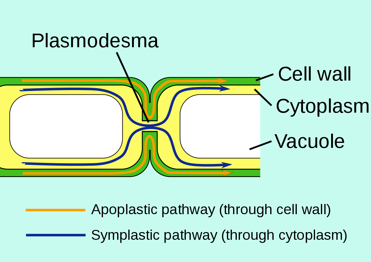 <p>Both pathways move water from the roots hairs to the xylem. </p><p>The <strong>symplastic pathway</strong> moves water through the cytoplasm of adjacent cells. The <strong>apoplastic pathway</strong> moves water through the cell walls of adjacent cells.</p><p>The symplastic pathway uses osmosis, while the apoplastic pathway uses capillary action. </p><p>The symplastic pathway is slower than the apoplastic pathway because there are things in the cytoplasm (organelles) that slow it down. </p>