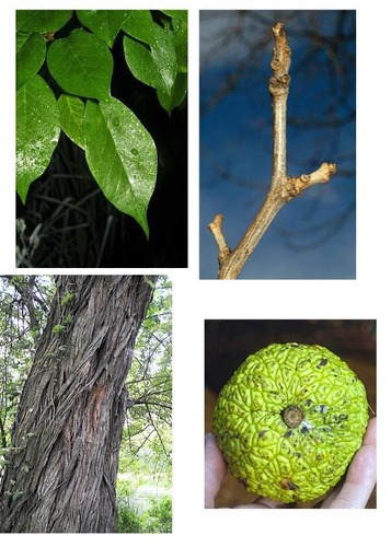MORACEAE (mulberry family)
-med. to large deciduous tree
-alternate arr. 
-ovate to lanceolate leaves 
-slightly glabrous
-entire margins
-Unnecessarily large fruit (perfect size to chuck)
-young branches have spines
-bridged, furrowed bark with various shades of orange