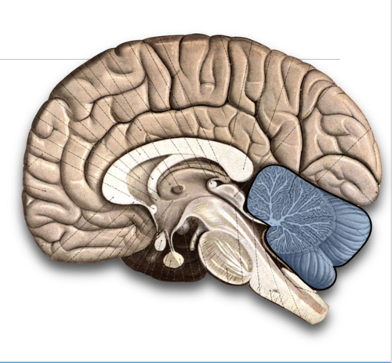 <p>Responsible for maintaining balance, posture, and motor coordination.</p><p>Its name means "little cerebrum" because it also has superficial gray matter and deep white matter.</p><p>It is separated from the occipital lobe by the transverse fissure</p>
