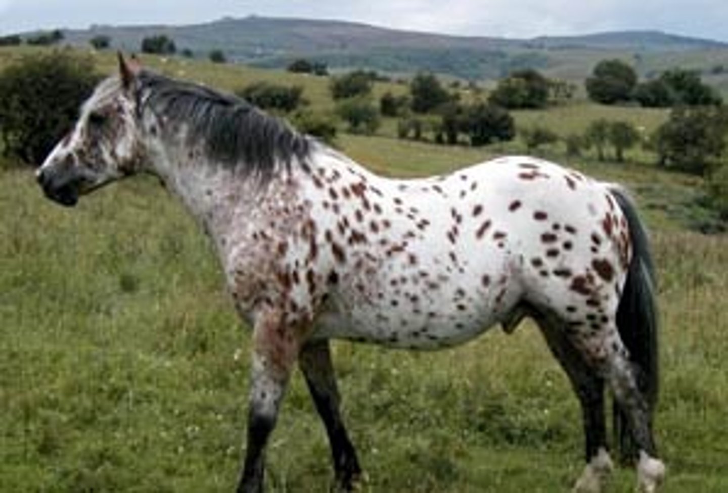 <p>- Original to US from Spanish horses developed by the Nez Perce Indians of northwest US in 1700s</p><p>- Same colors noted in European cave paintings of 15,000BC</p><p>- Endurance and color at tissue in breed</p>