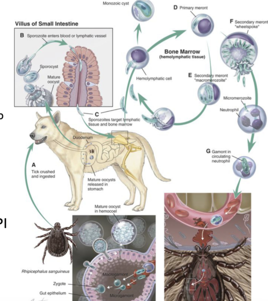 <p>dogs ingest oocysts in ticks → meronts replicate asexually in bone marrow → ticks bite dogs and ingest gammons within the circulating neutrophils </p>