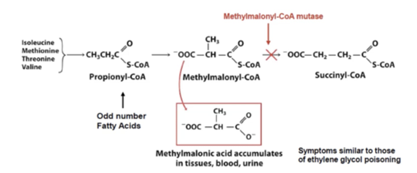 <p>methylmalonyl- CoA will be built up and it will accumulate in the tissues, blood and urine.</p>