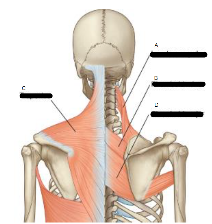 <p>Vertebral ( medial ) border</p>
