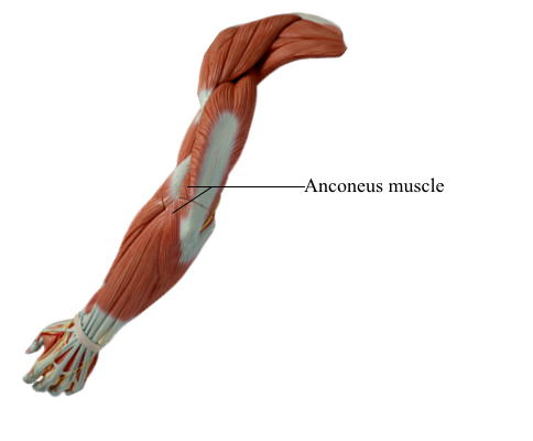 <p>Anconeus</p>