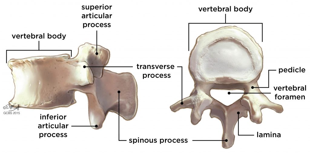 <p>All vertebrae have </p><ul><li><p>a <strong>b___</strong></p></li><li><p>a <strong>n___ a___</strong> composed of two supporting<strong> pedicles</strong> and two arched<strong> laminae</strong></p></li><li><p><strong>vertebral foramen</strong> that allows passage of the spinal cord</p></li><li><p><strong>spinous process</strong>, paried tr<strong>ansverse processes</strong></p></li><li><p>paried <strong>superior and inferior articular processes</strong></p></li><li><p><strong>intervertebral foramen</strong> for passage of spinal nerves.</p></li></ul><p></p>