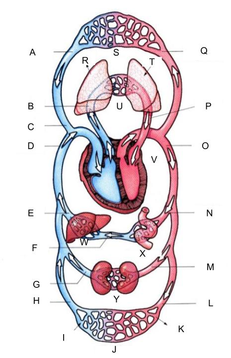 <p>What is P?</p>