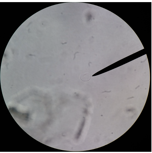 <p>What is this an image of?</p>