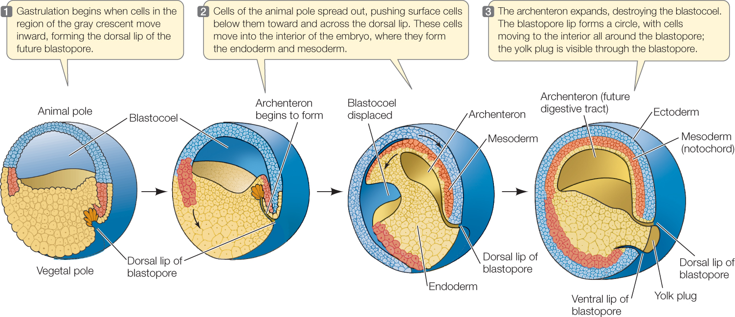 <ol start="2"><li><p><strong>Amphibians</strong></p></li></ol><ul><li><p>Have a process called _____</p><ul><li><p>The blastula cells divide and migrate to the surface, eventually ______ the yolk to form a multilayered blastoderm.</p></li><li><p>The blastopore develops into the anus, and the primitive gut forms from the _____.</p></li></ul></li></ul>