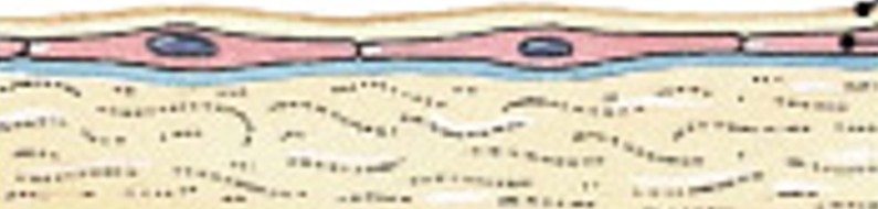 <p>Which type of membrane has:</p><ul><li><p>Line cavities not open to the outside</p></li><li><p>Are thin but strong</p></li><li><p>Have fluid to reduce friction</p></li></ul><p></p>