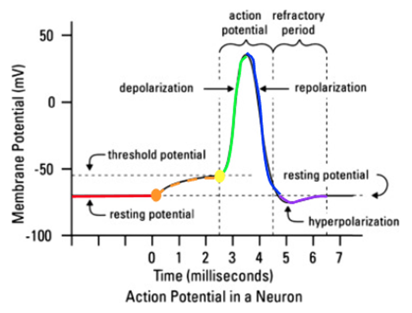 <p>An instrument that graphically displays electrical signals as waveform, creating visualisation of the change of voltage over time (y-axis is voltage measurement and x-axis is time)</p>