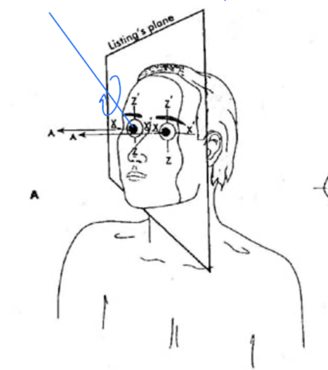 <p>a plane passing through the head and the center of rotation of the eyes that is perpendicular to the line of sight when the eyes are in primary position</p>