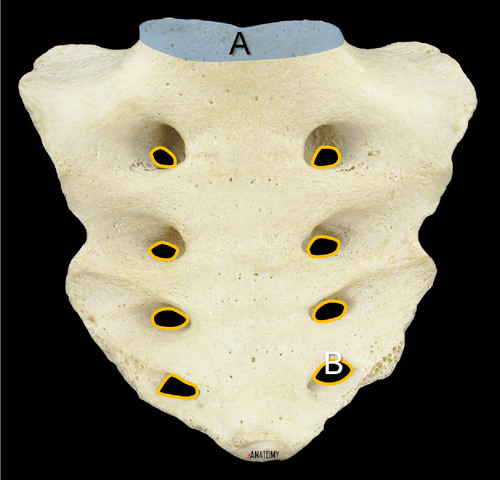 5 separate sacral vertebra fuse by age 26
anterior surface: smoothe and concave, 4 transverse lines indicate line of fusion in vertebrae