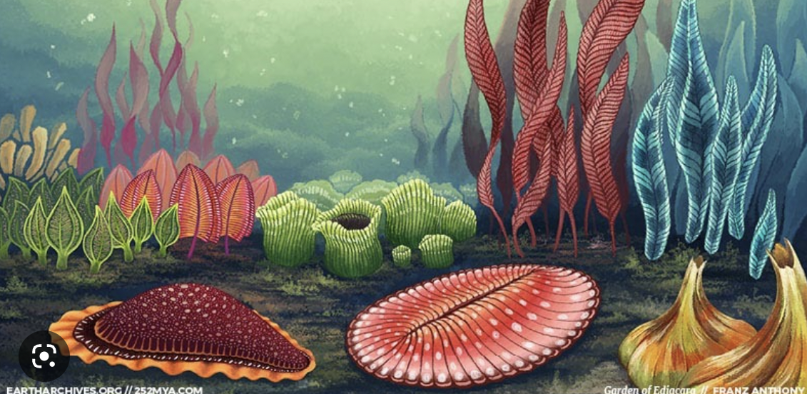 <p>Ediacaran Fauna</p>