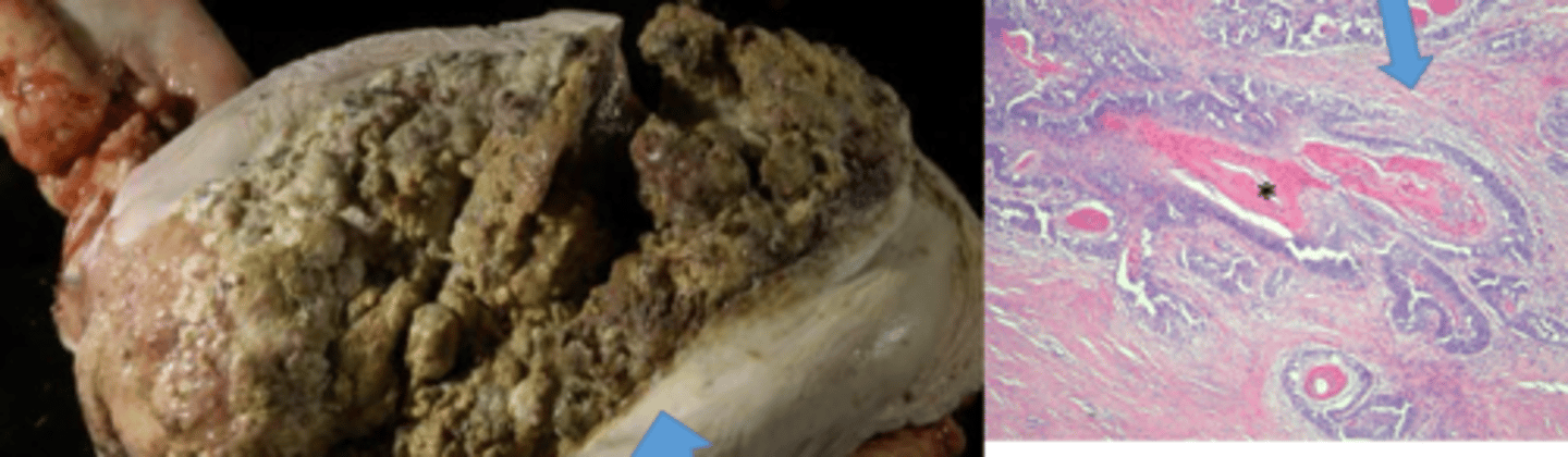 <p>Name the animal most likely to get the following neoplasia of the stomach:</p><p>Squamous cell carcinoma</p>