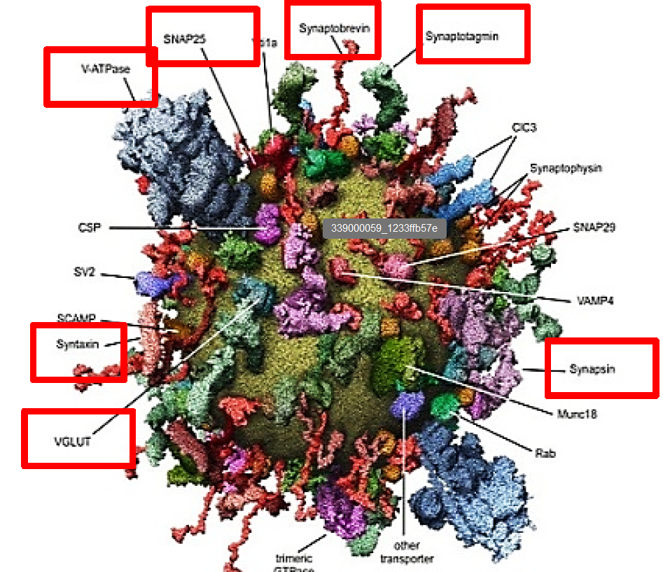 knowt flashcard image