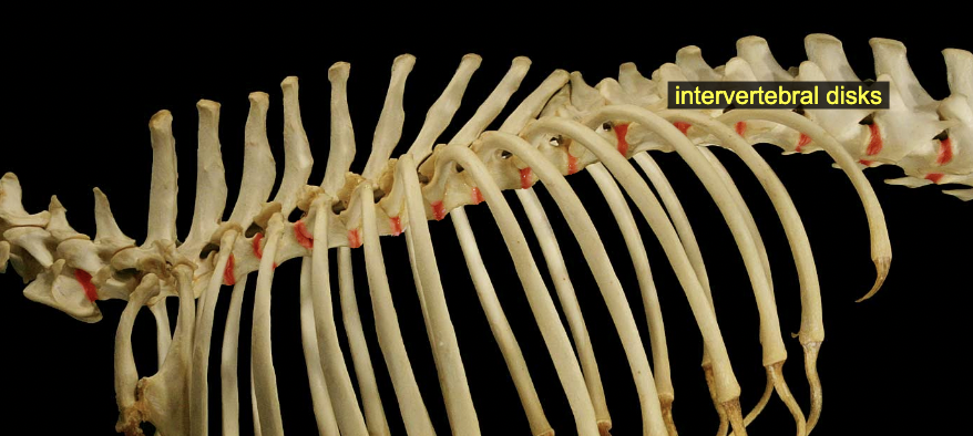 <p>Articulations: intervertebral discs</p>