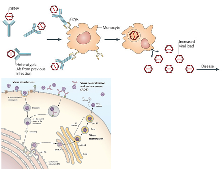 <p>A process where antibodies <strong>bind to a virus but don’t block it</strong>. Instead, they help the virus enter immune cells (like macrophages) through <strong>Fc receptors</strong>, leading to <strong>more infection and worse disease</strong>. This can happen during a <strong>second infection with a different strain</strong>, like in dengue.</p>