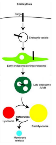 <p>par dégradation de l’endolysosome (qui va aussi donner une mb résiduelle)</p><p>une fois que la dégradation est faite, les molécules élémentaires vont quitter l’endolysosome par l’intermédiaire de transporteurs d’efflux. Sa mb va être recyclée vers la MP, ce qui réduit bcp sa taille → il redevient lysosome </p><p>En fait, c’est comme une éponge, elle absorbe les saletés et devient plus volumineuse, elle nettoie les saletés, puis on l’essore ce qui relâche des petits morceaux propres et elle retrouve son volume initial </p>