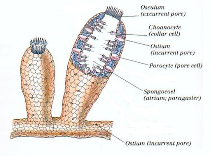 <p>tiny pores in sponge 's body that circulate water and bring in nutrients &amp; O2</p>