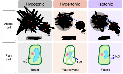 <p>Hypo (Less solute outside the cell)→ Turgid, Hyper (More solute outside the cell)→ plasmolyzed, Isotonic (Same concentration outside and inside the cell) → flaccid. Opposite water concentrations.</p><p>Plant cells prefer a hypotonic environment, where they recieve more water.</p>