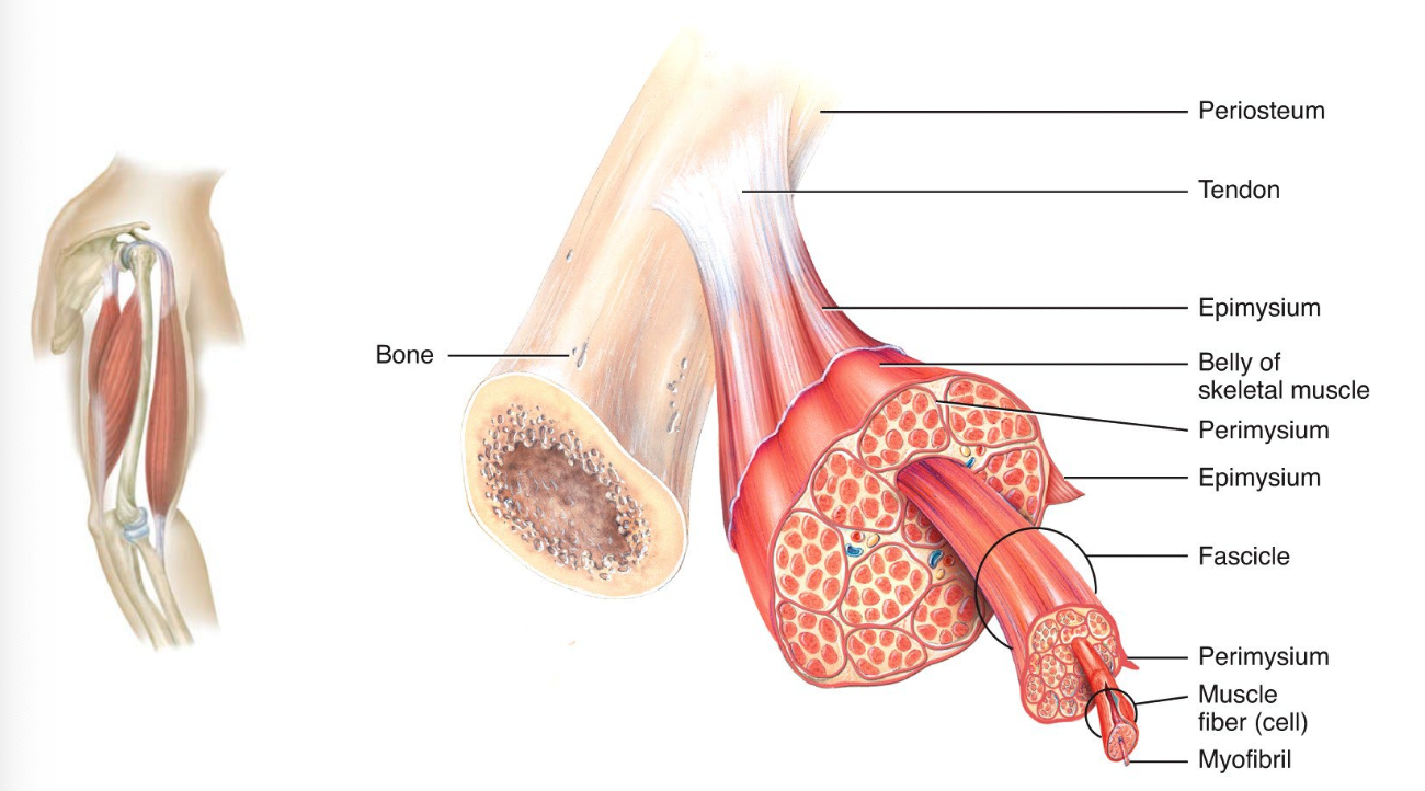 <p>Muscle fiber is created by</p>